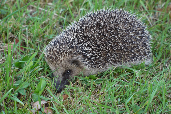 Hérisson d'Europe (Erinaceus europaeus) © Christophe Pinard